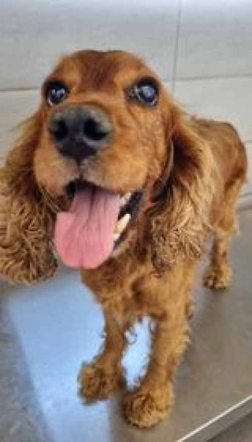 კოკერსპანიელი კრწანისის ქუჩა