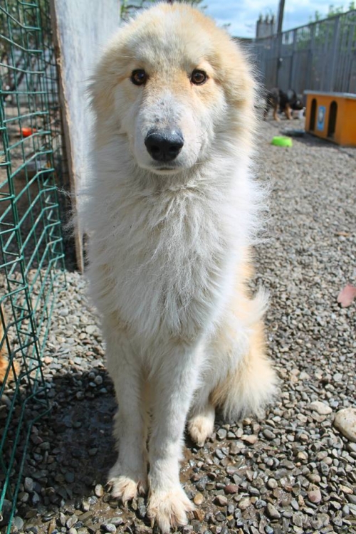 შოტლადიური კოლის მეტისი ბუკა