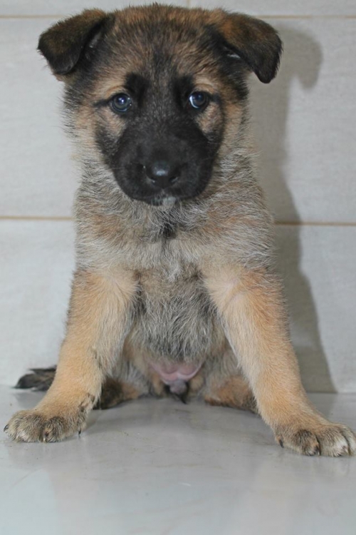 მეტისი უსახელო