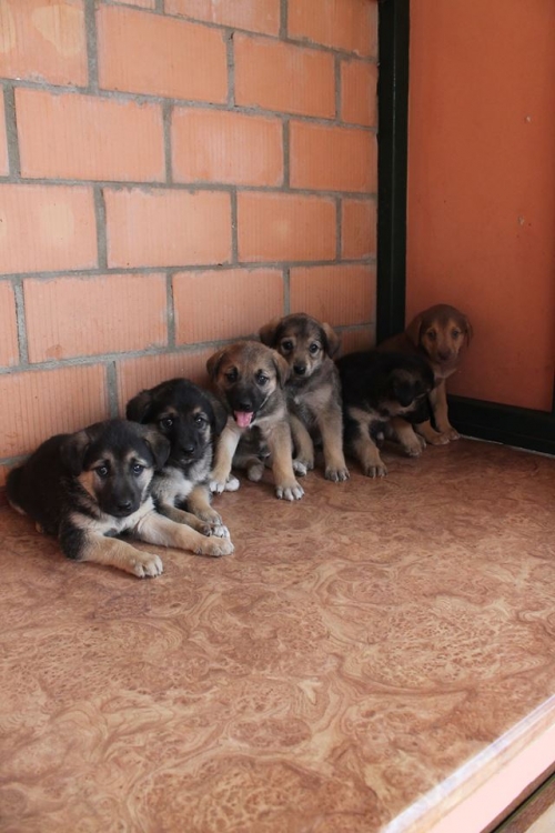 მეტისის ლეკვები უსახელო