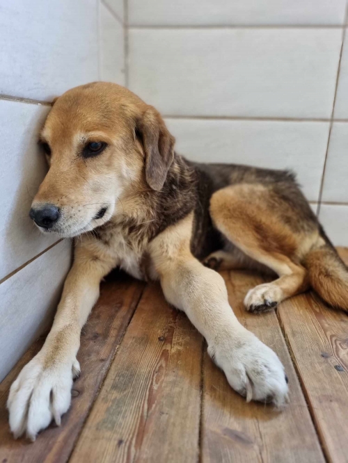 მეტისი ნიუ ჰოსპიტალი