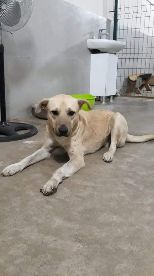 მეტისი სოსო