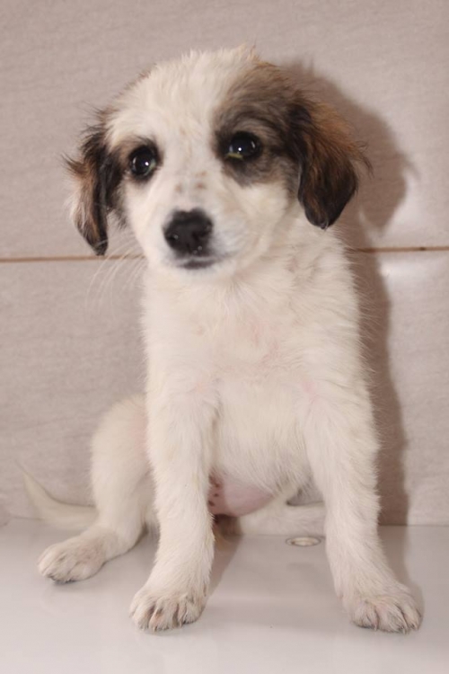 მეტისი უსახელო