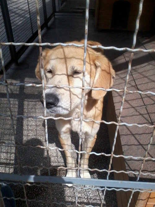 მეტისი ბასარა