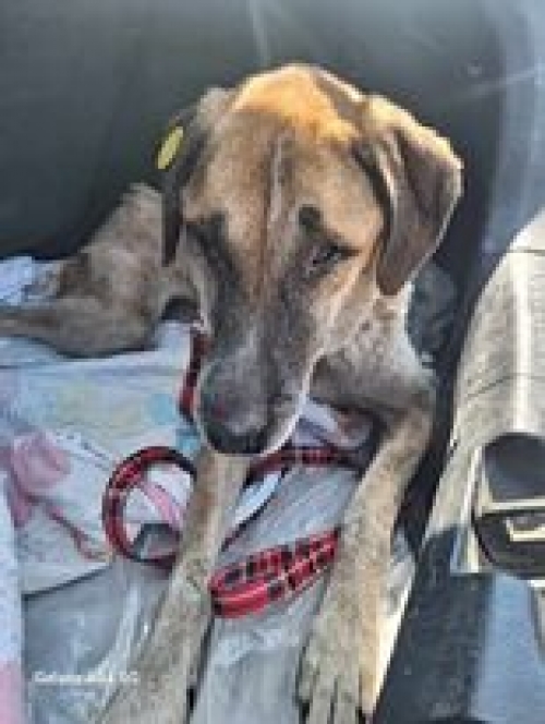 მეტისი ვერცხლის ქუჩალ 41