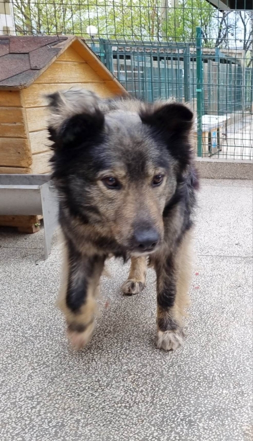 მეტისი ჰოფრეი