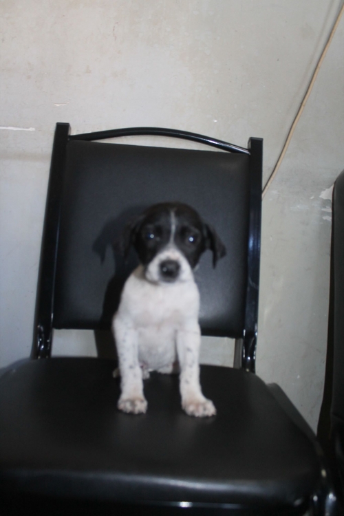 მეტისი უსახელო