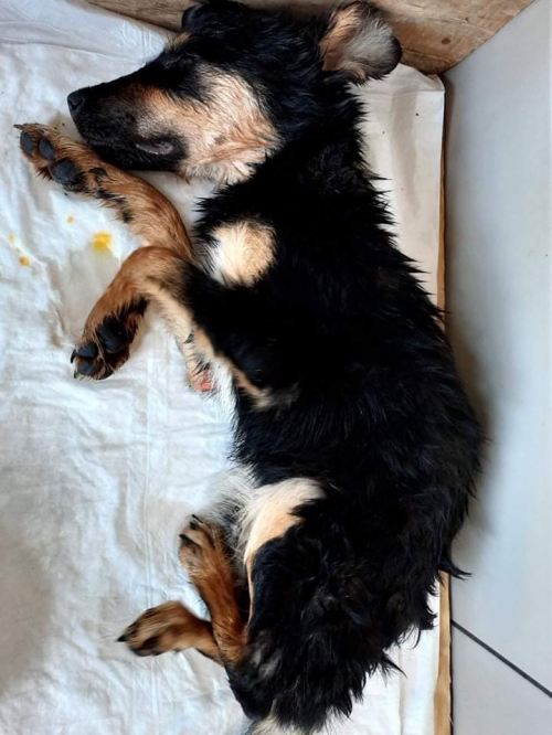 მეტისი უსახელო