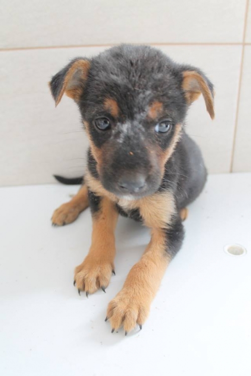 მეტისი უსახელო