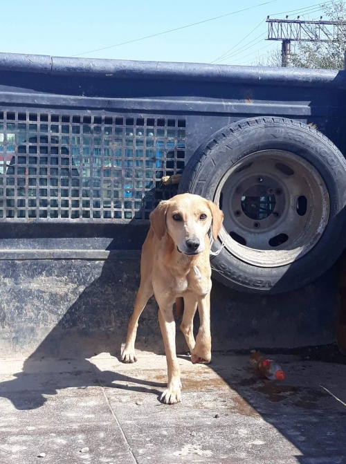 მეტისი სოფ. ასურეთი