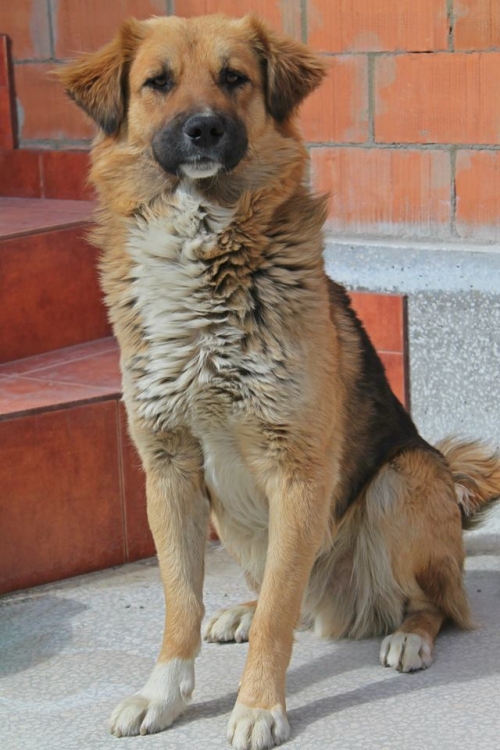 მეტისი უსახელო