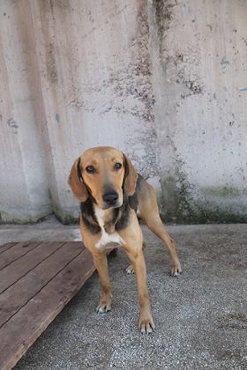 გონჩი ჯეკა