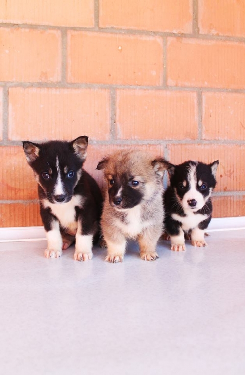 მეტისის ლეკვები უსახელო