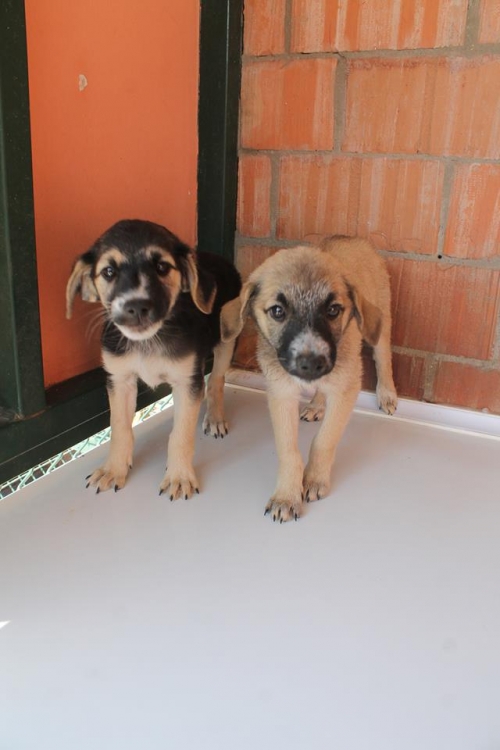 მეტისი უსახელო