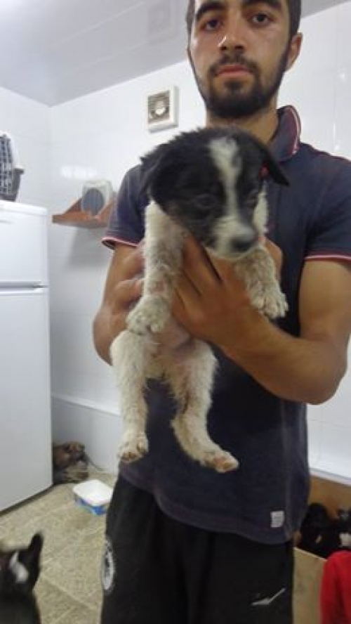 მეტისი უსახელო