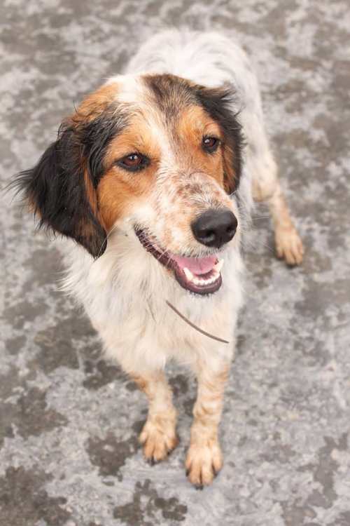 სეტერი უსახელო