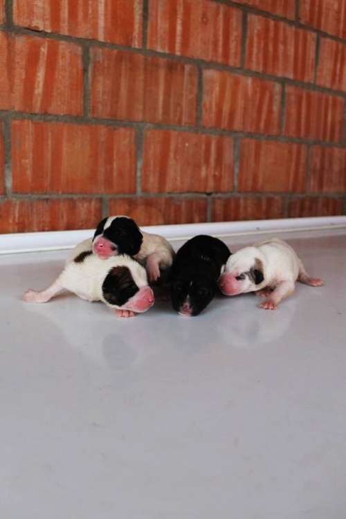 მეტისი უსახელო