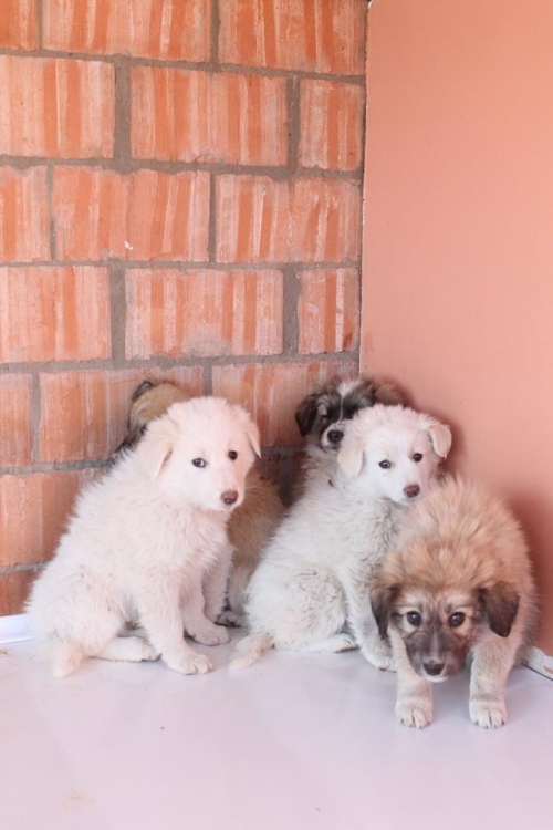 ქართული ქოფაკი უსახელო