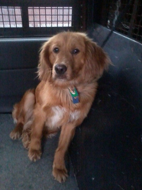 კოკერსპანიელი ბუბუ