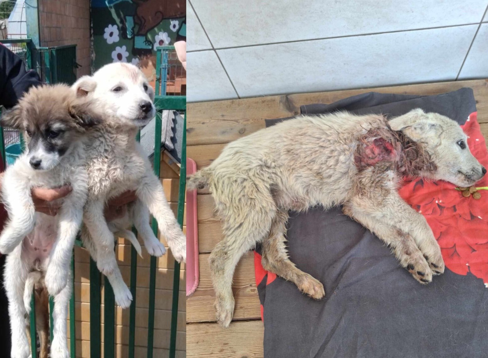 მეტისის 3 ლეკვი. ვარძია