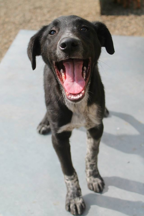 მეტისი უსახელო