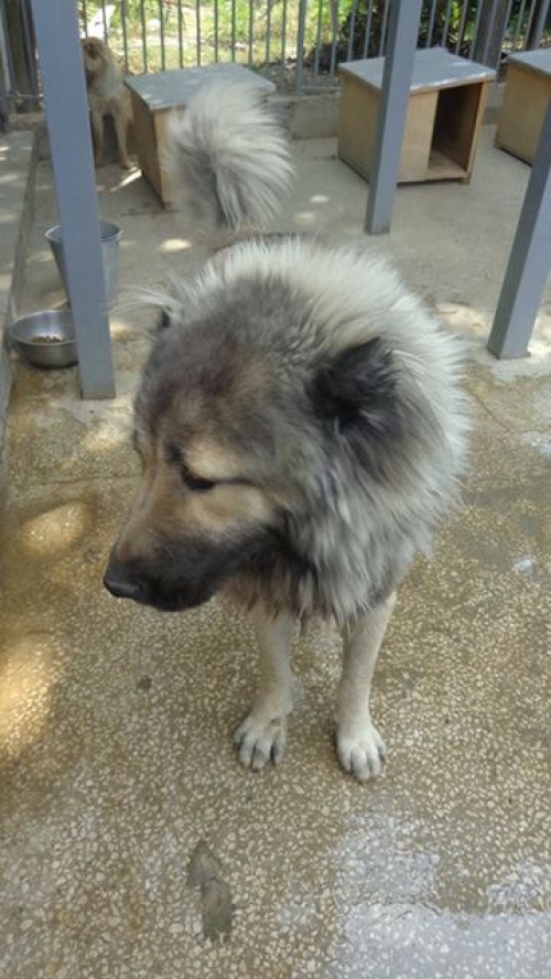 ქართული ნაგაზი უსახელო