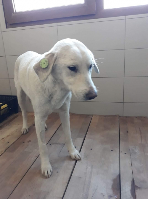 მეტისი ვარკეთილი 3 წნორის ქჩ