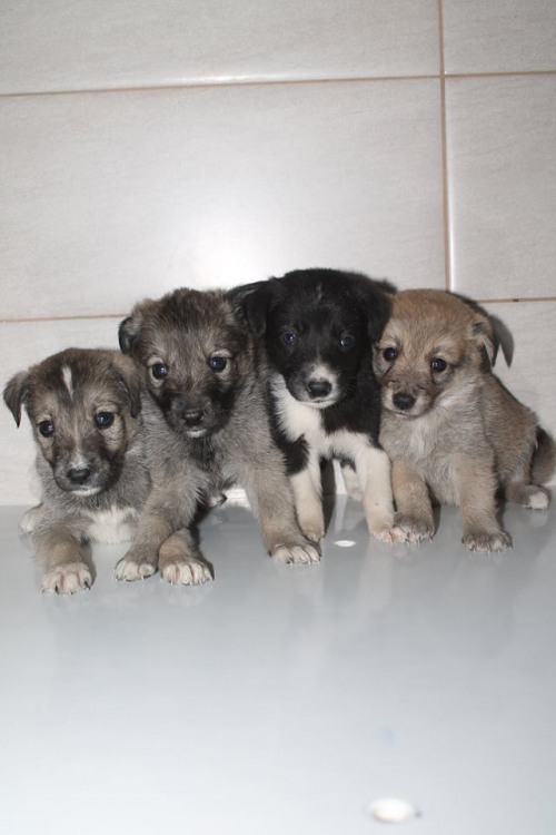 მეტისის ლეკვები უსახელო