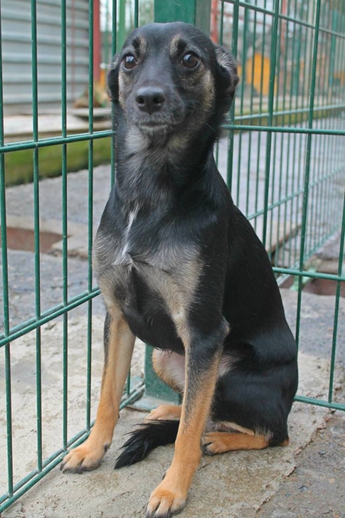 მეტისი კუსა