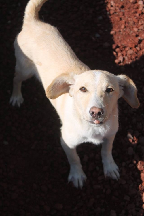 მეტისი უსახელო