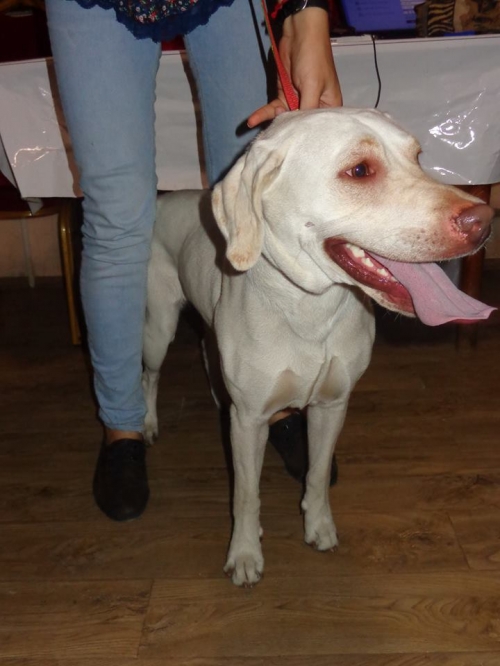 ლაბრადორი უცნობი