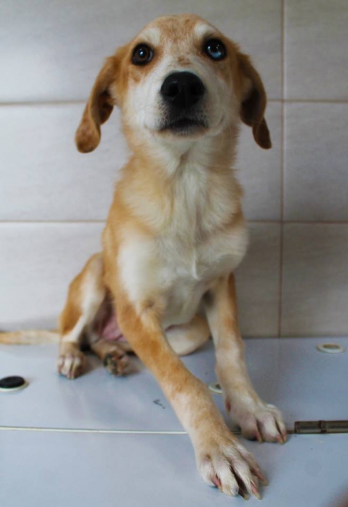 მეტისი უსახელო