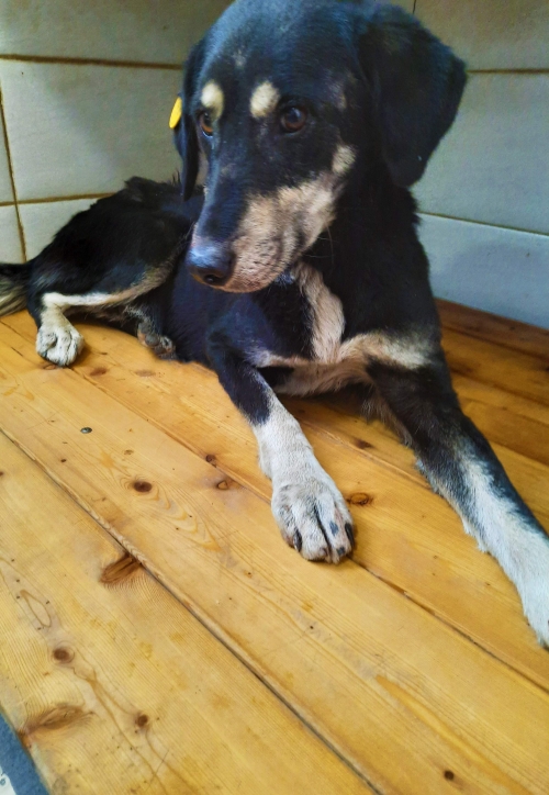 მეტისი უსახელო