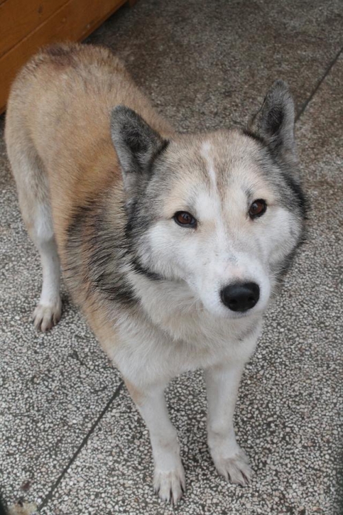 ლაიკა უსახელო