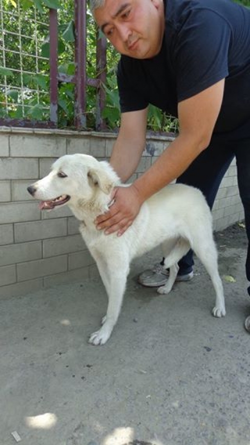 მეტისი ლოლი