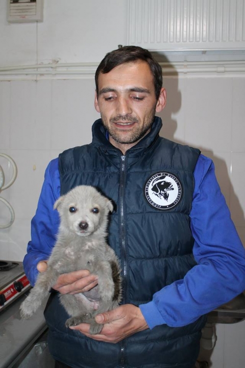 მეტისი უსახელო