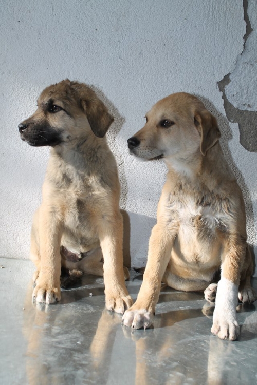 ქართული ქოფაკი უსახელო