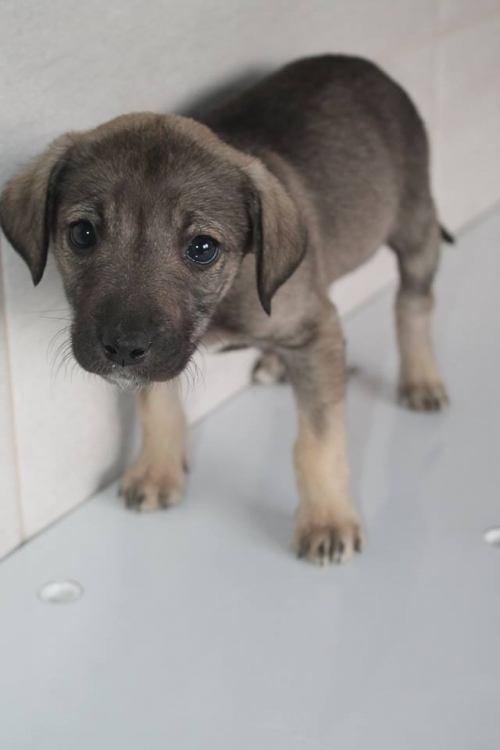 მეტისი უსახელო