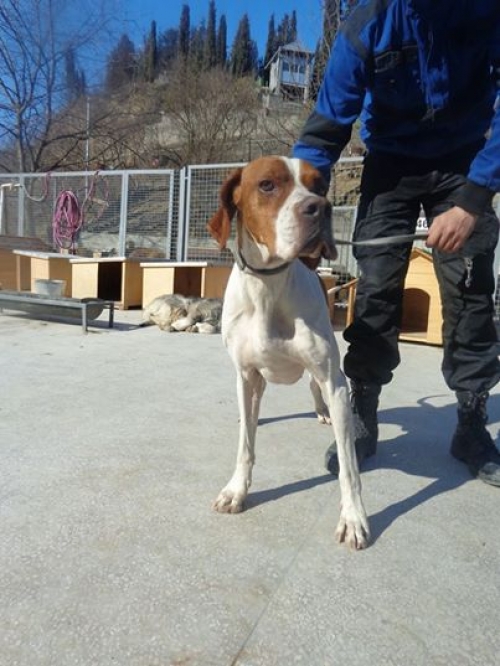 პოინტერი უსახელო