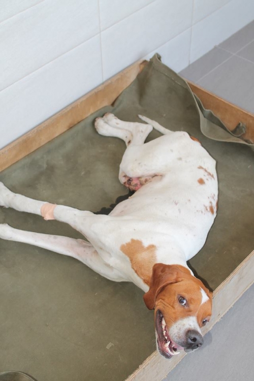 პოინტერი რეი