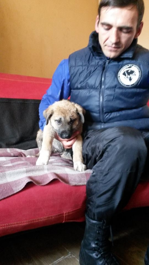 ქართული ქოფაკი უსახელო