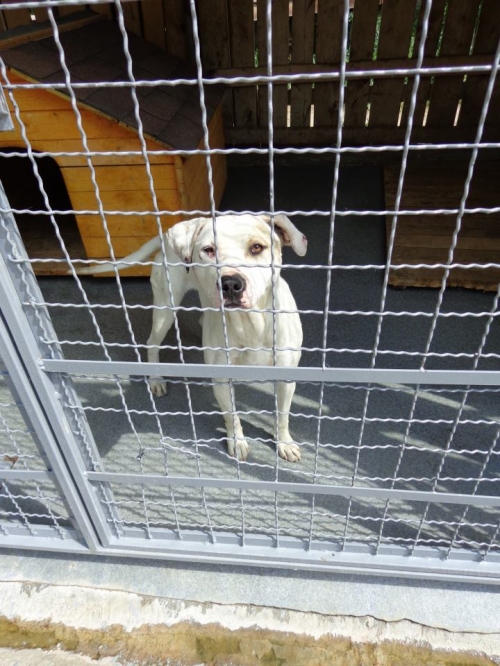 პიტი უცნობი