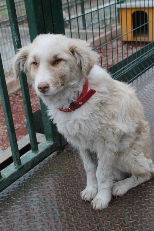 ქართული ქოფაკი უსახელო