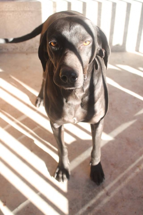 მეტისი უსახელო