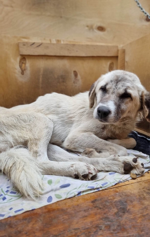 მეტისი დუშეთი