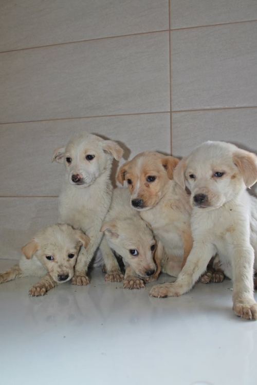 მეტისის ლეკვები უსახელო