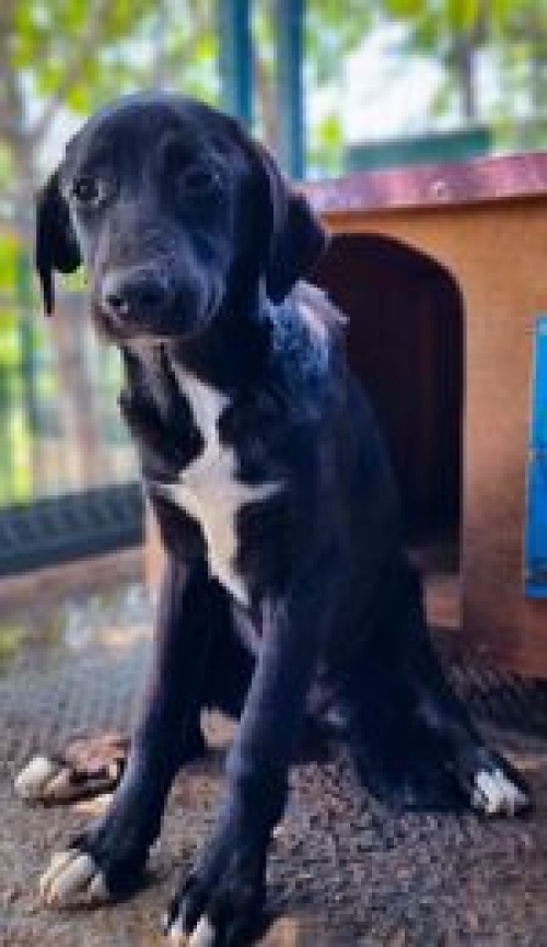 მეტისი უსაახელო