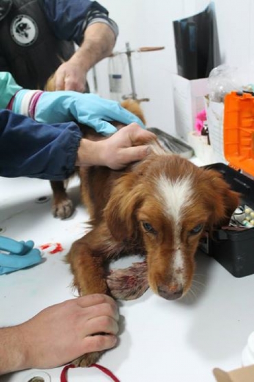 მეტისი უსახელო