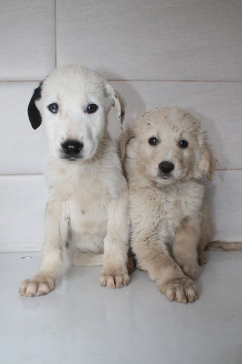 მეტისის ლეკვები უსახელო