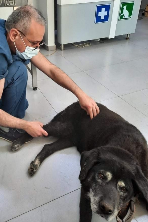 მეტისი ჯესი